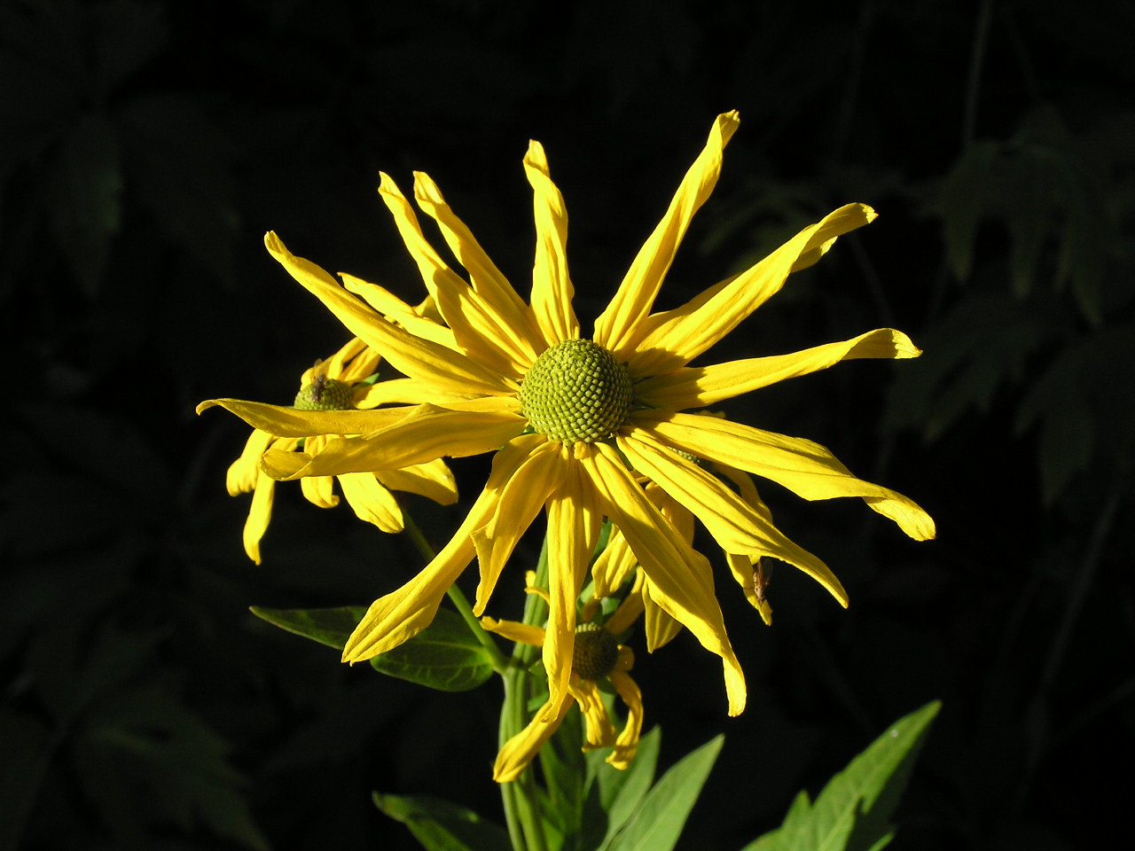 Cutleaf Coneflower1e.JPG